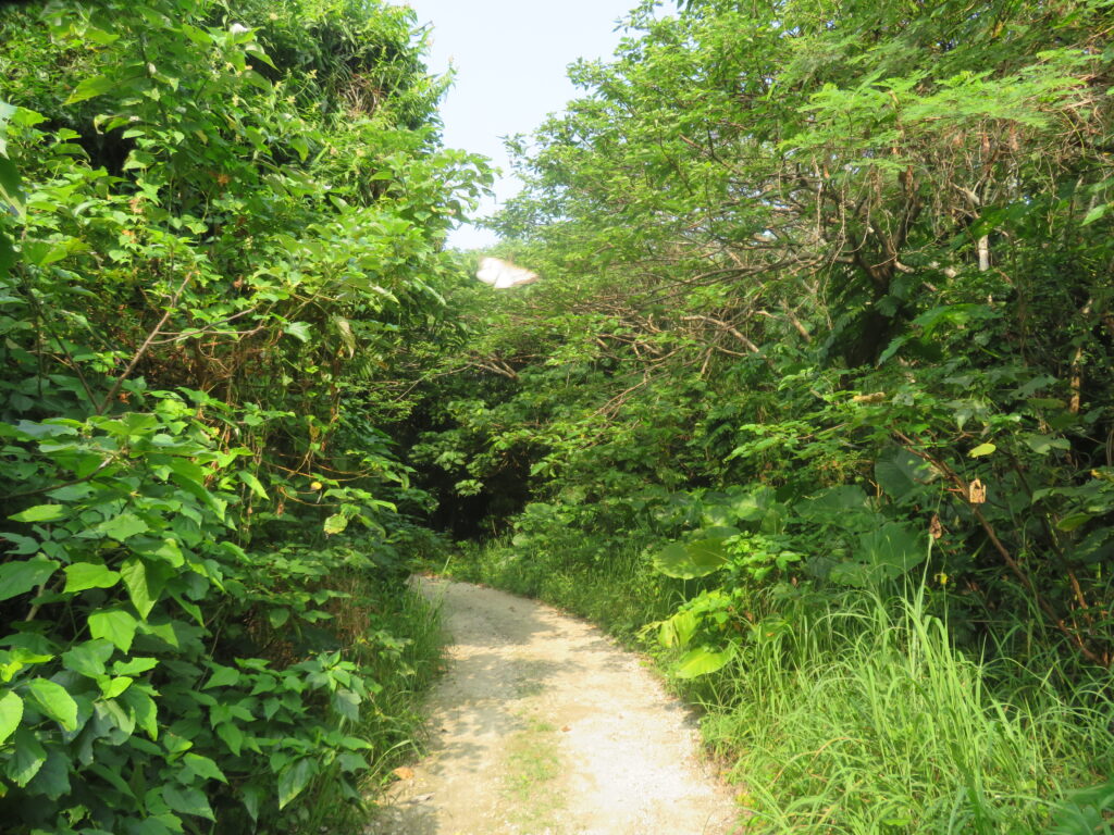 森の中を通っていきます