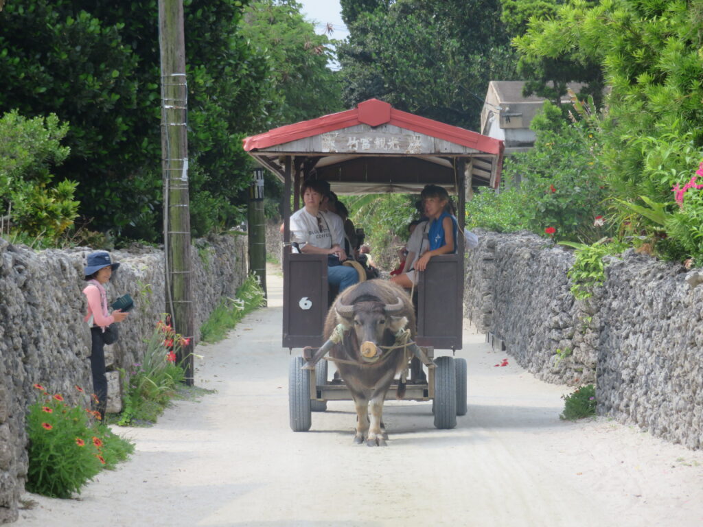 フェリーターミナルへ向かおうと思ったら
なんと水牛車が！