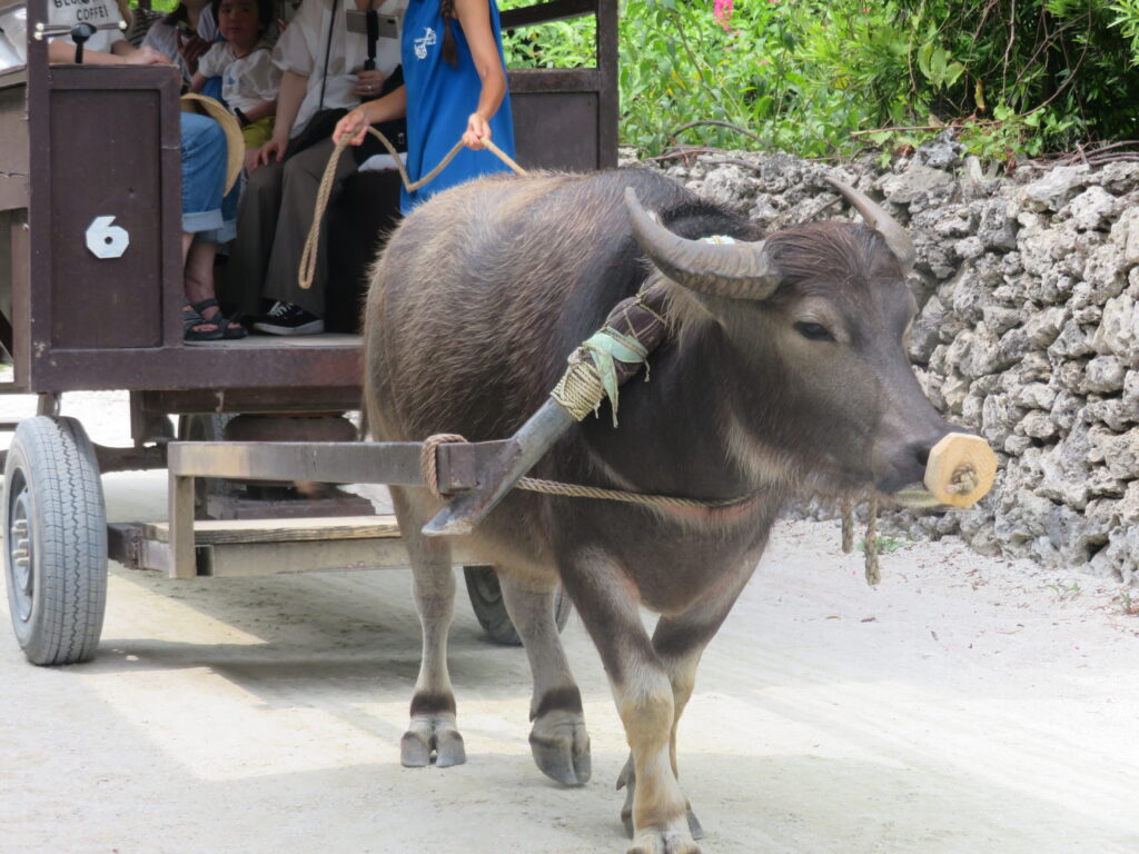 水牛車を見れて本当によかったです！