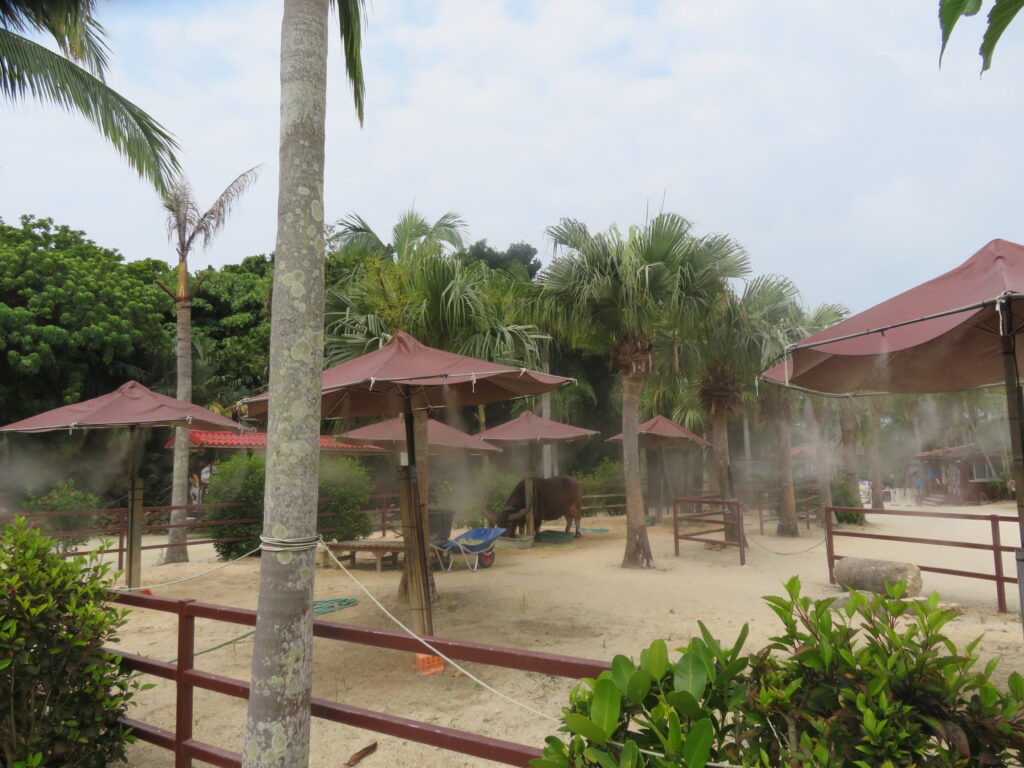 水牛が水浴びしてます