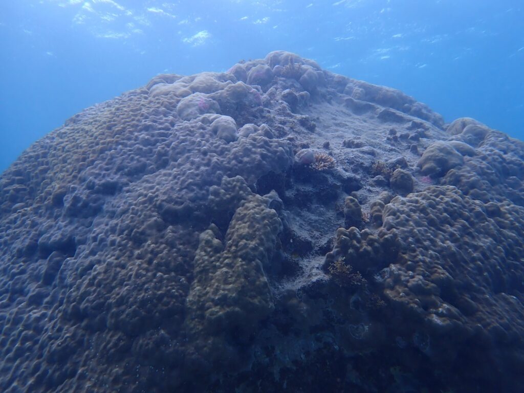 珍しい巨大なサンゴ礁