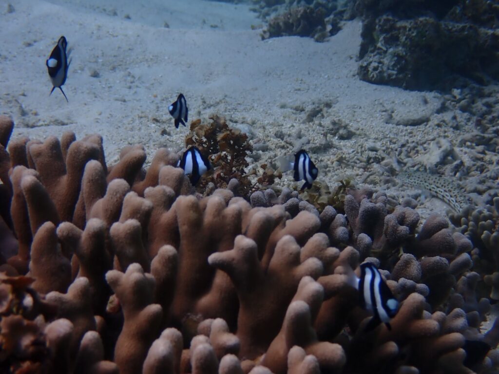 ミスジリュウキュウスズメダイ
気が強い魚で指を近づけると噛みついてきましたよ