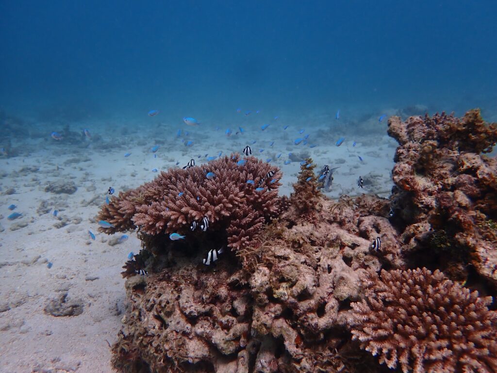 たくさんのスズメダイが泳いでいます