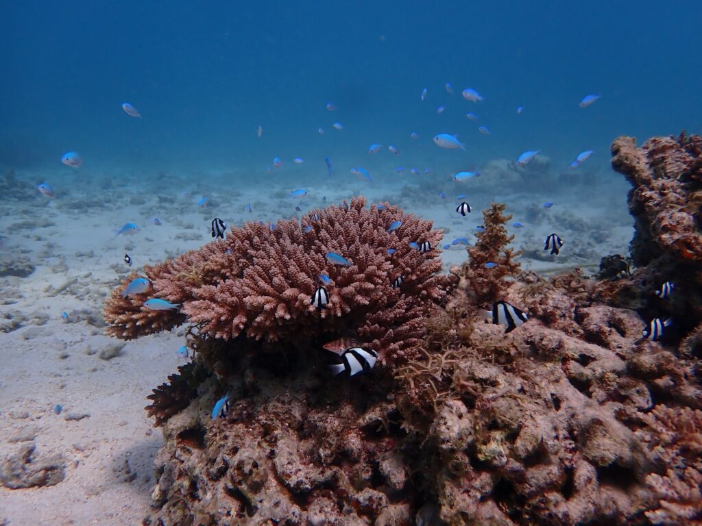 鮮やかな青色の可愛い魚はデバススメダイ