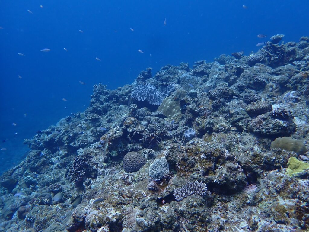かなり深いところまで潜ってきました
強い水圧を感じて少し怖い…