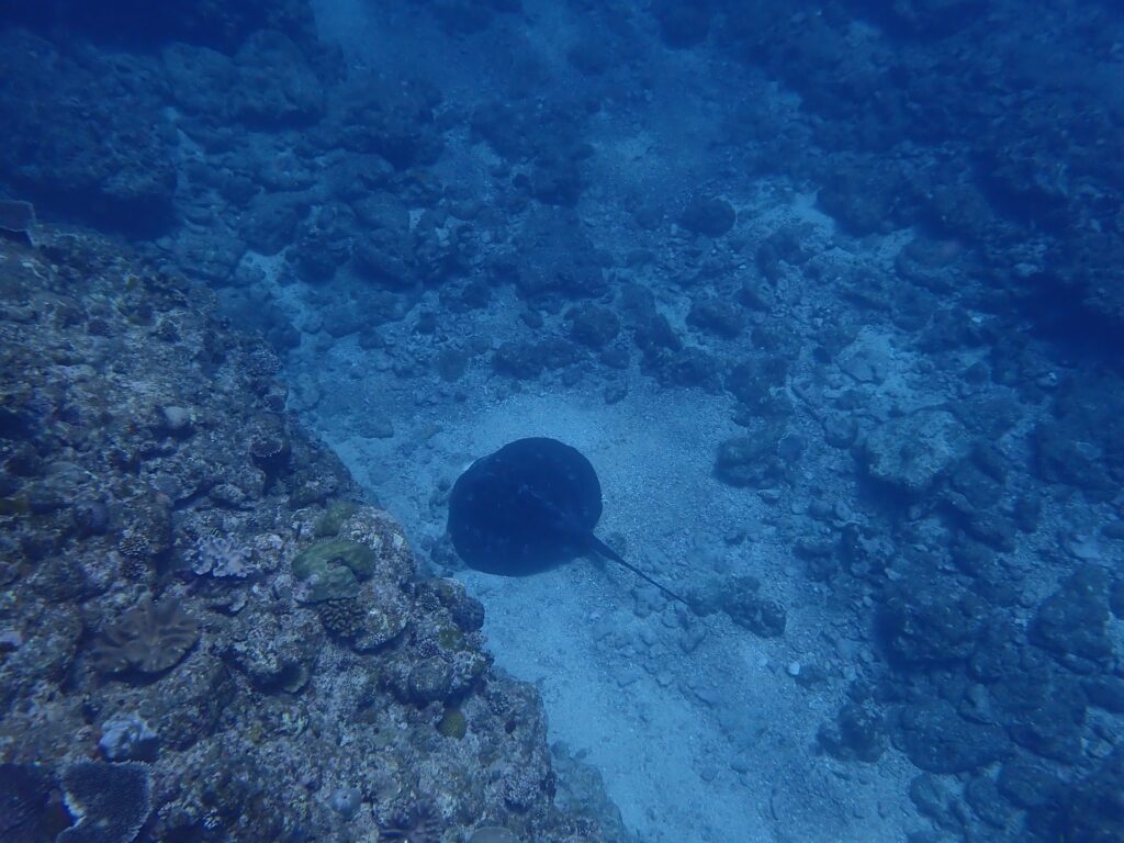 海底に「マダラエイ」を発見！
警戒心が強くて見れるのは珍しいとのこと