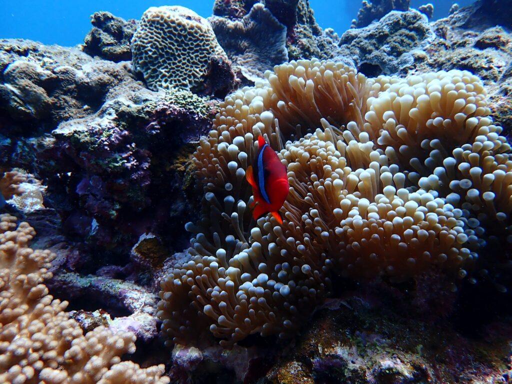 正面から
たらこ唇が可愛い！
