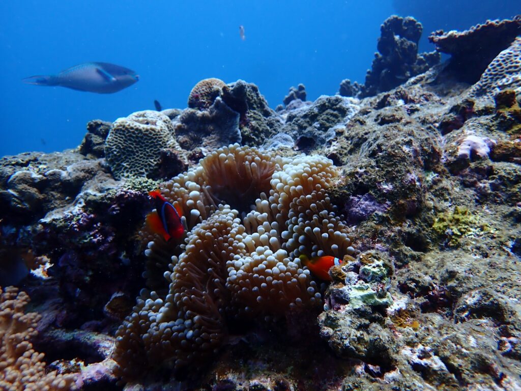 「クマノミ」に会えてよかった！