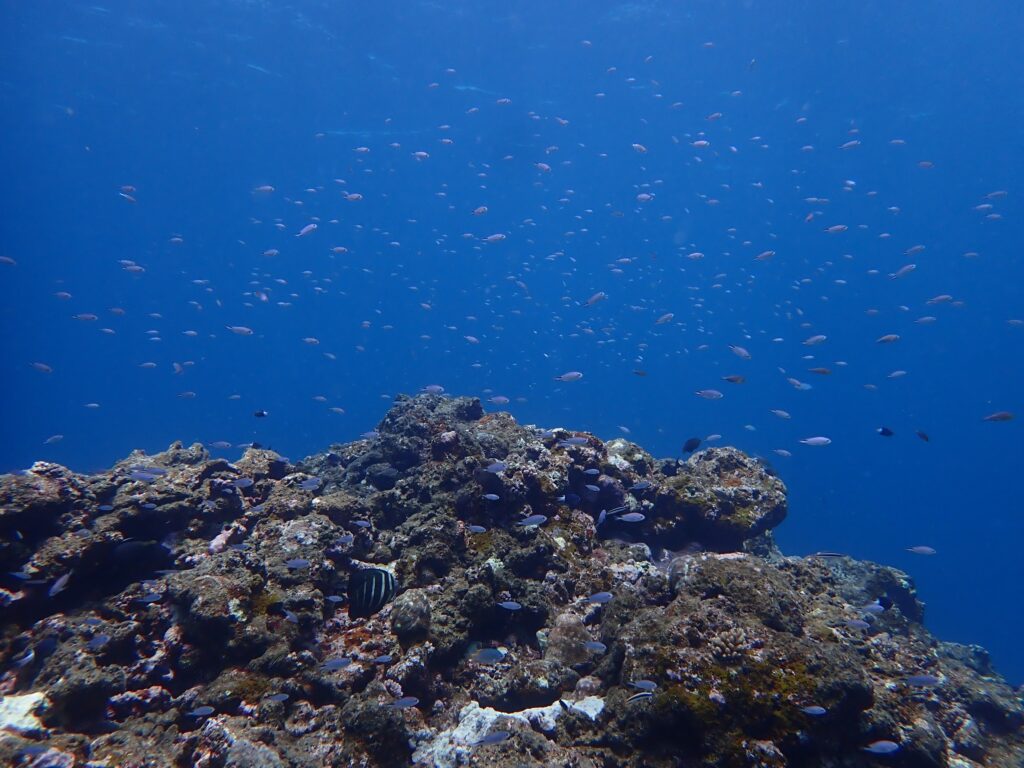 白い砂浜はなく
ゴツゴツした岩が多くなりました