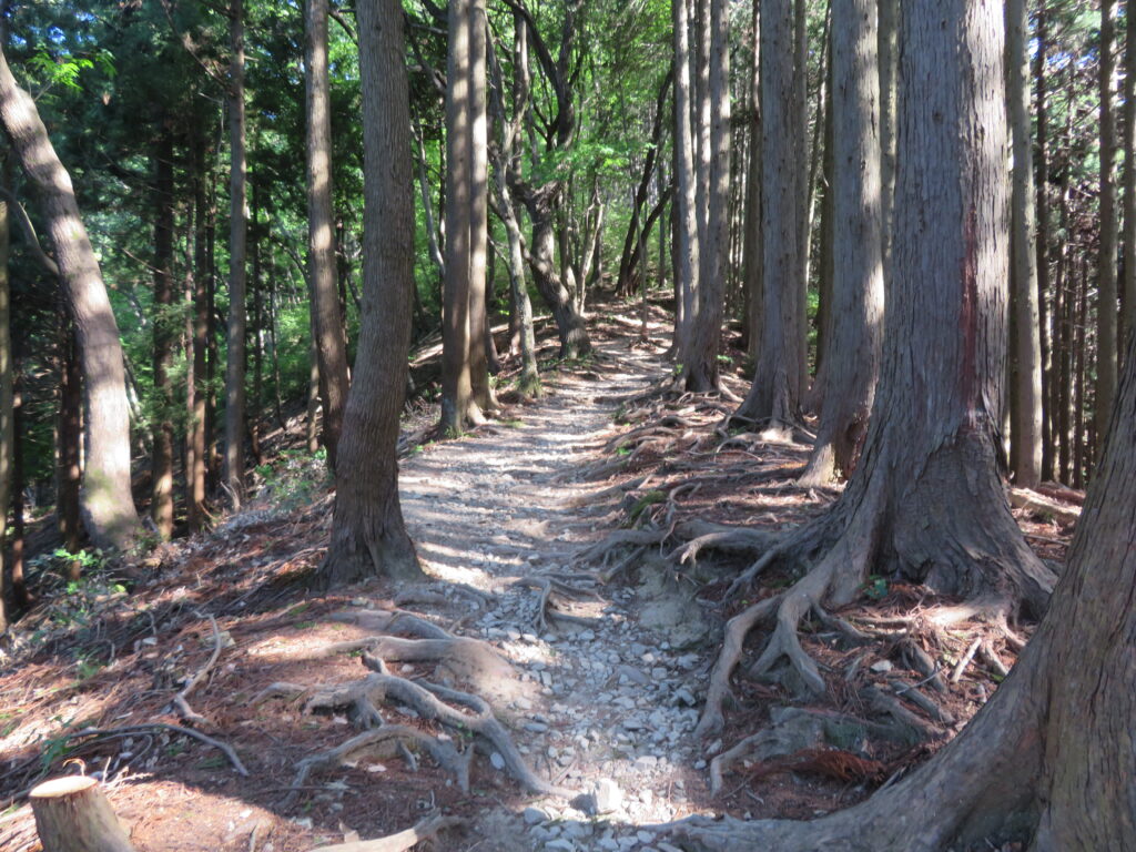 樹林帯を登っていきます