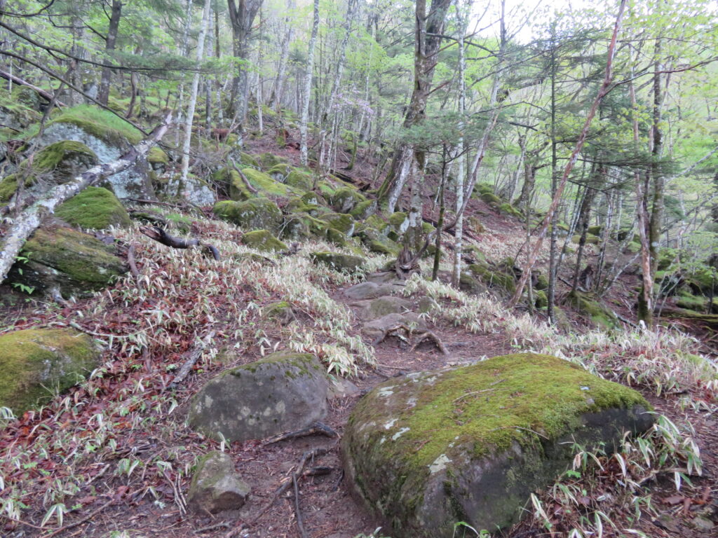 感じのよい登山道