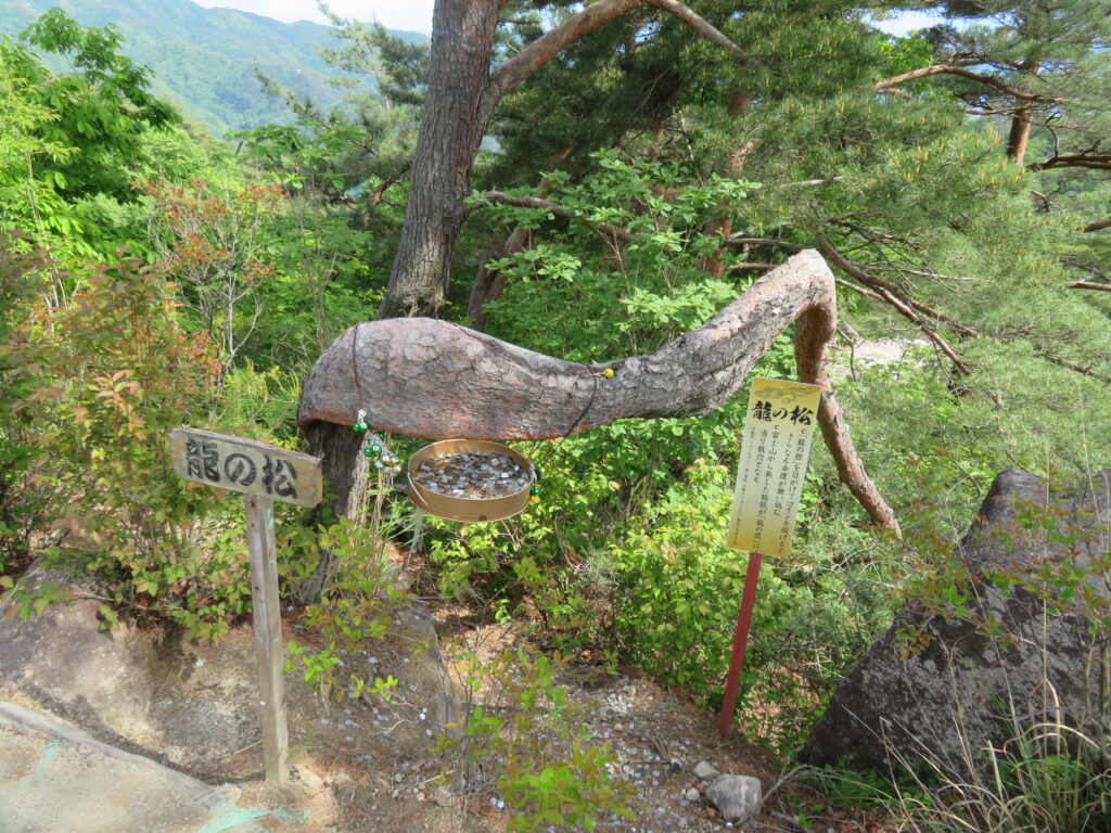 龍の松
小銭の場所が龍の腹