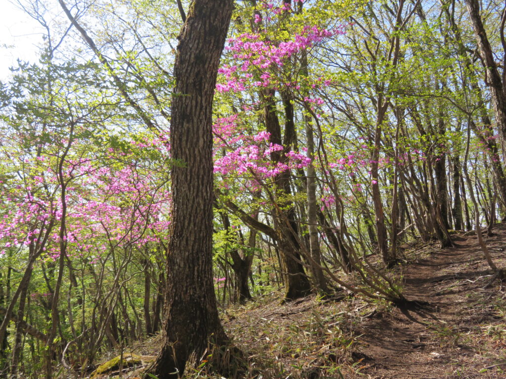 気持ちのいい登山道