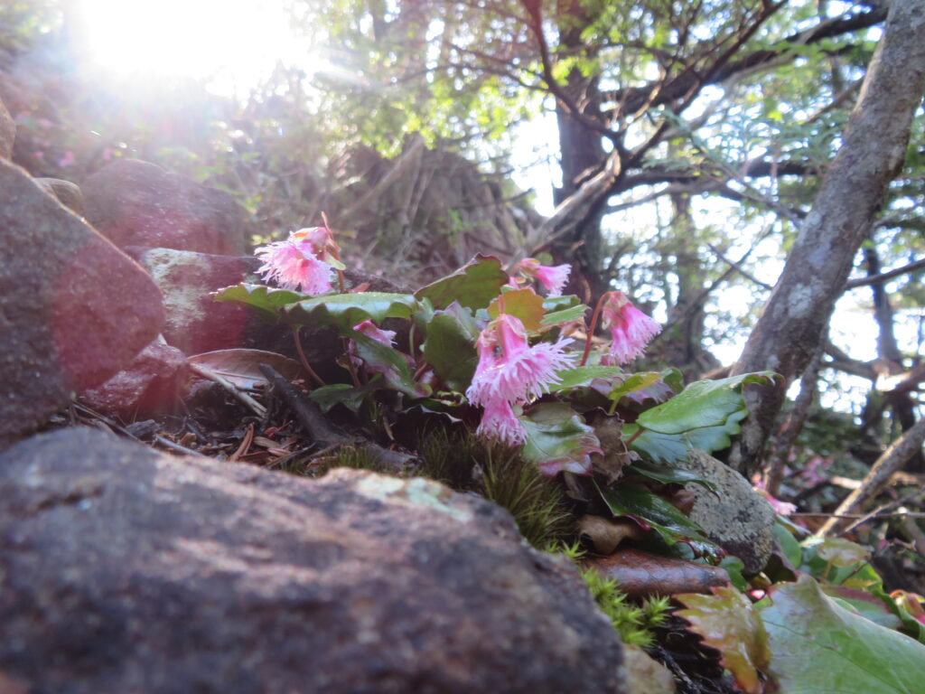 朝日に照らされるイワカガミ🌸