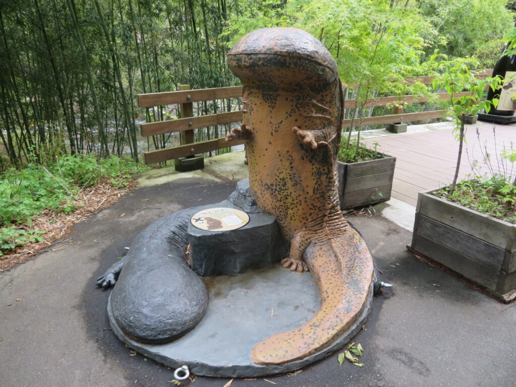 オオサンショウウオが可愛い!