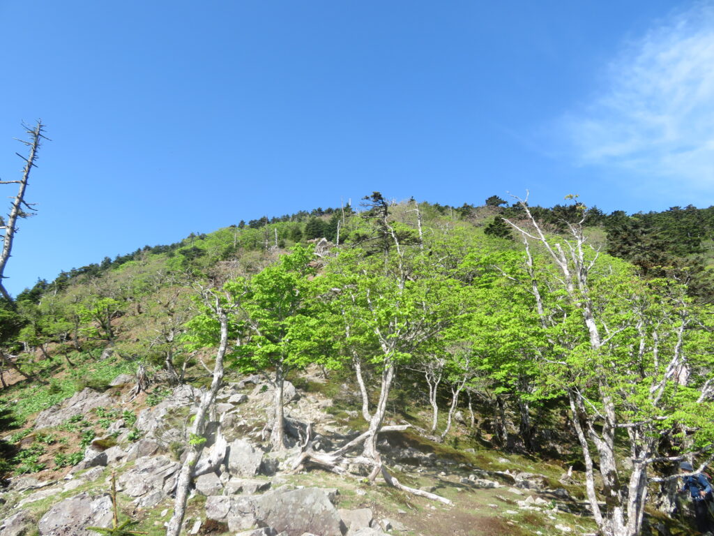弥山山頂まであと少し