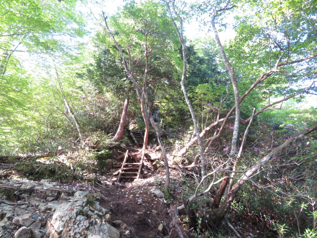 最初の分岐まで1時間ほど急登が続きます