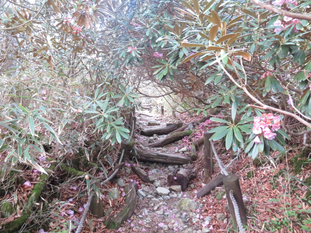 シャクナゲのトンネルがありました