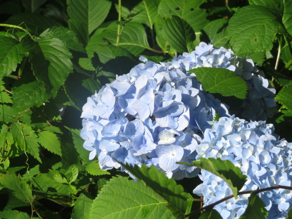 さっそくアジサイが綺麗
