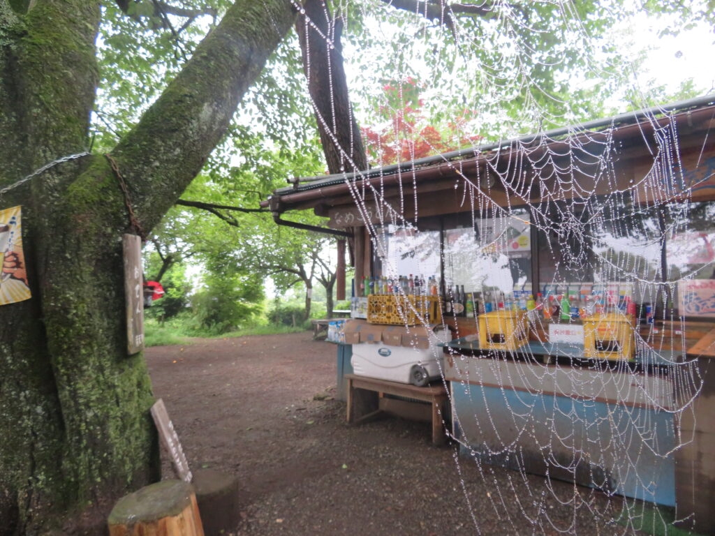 綺麗な蜘蛛の巣