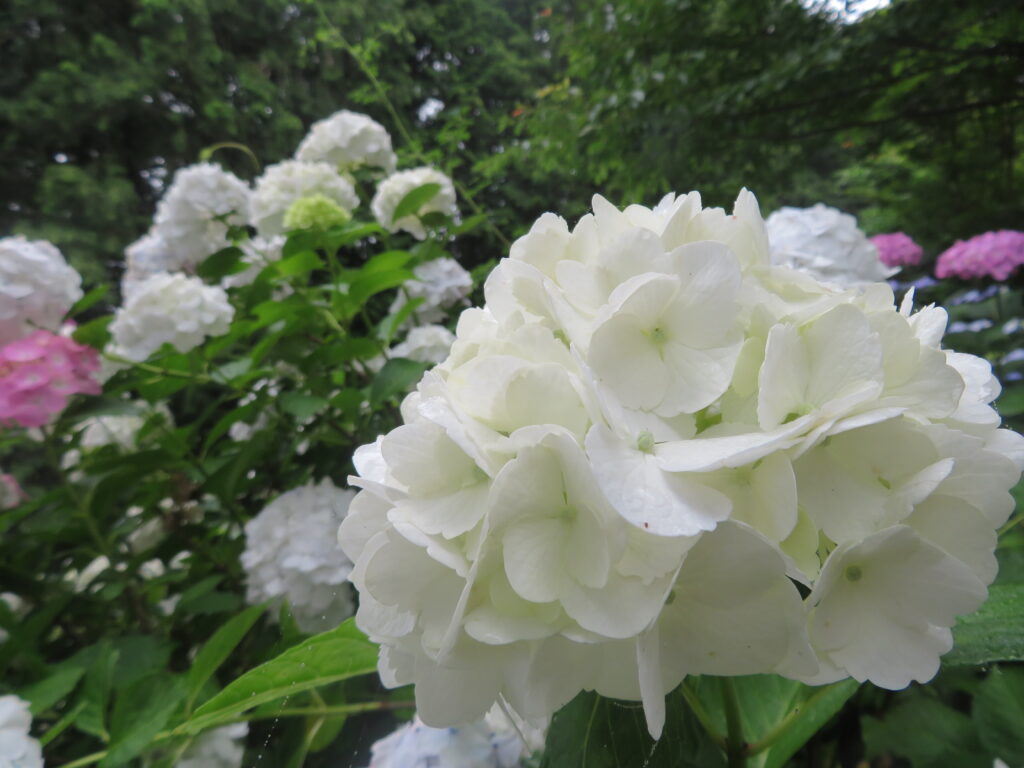 小仏城山はアジサイがいぱいです🌼