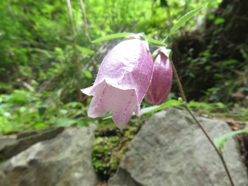 一号路
ホタルブクロ（蛍袋）かな？