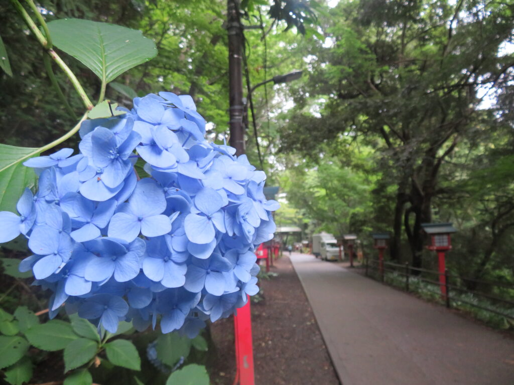薬王院付近は青のアジサイが多いかな
鮮やかな青ですね🥰