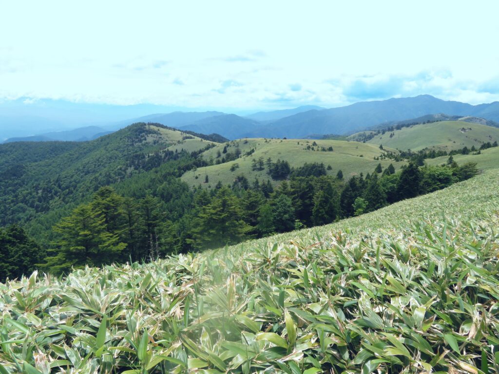 気になっていた神坂山までの稜線を歩いて下山します