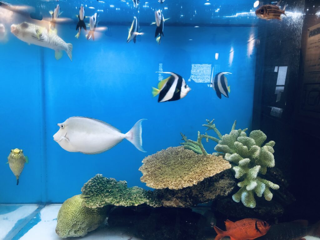綺麗な魚がたくさん