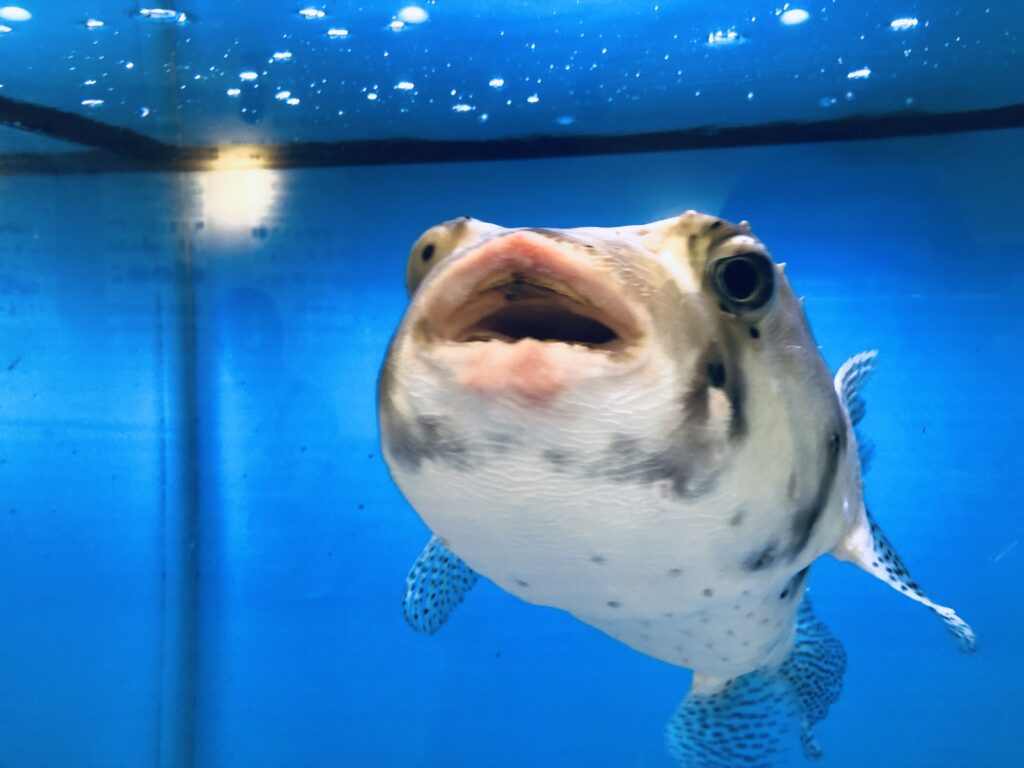 トラフグかな？
接近してきます！
