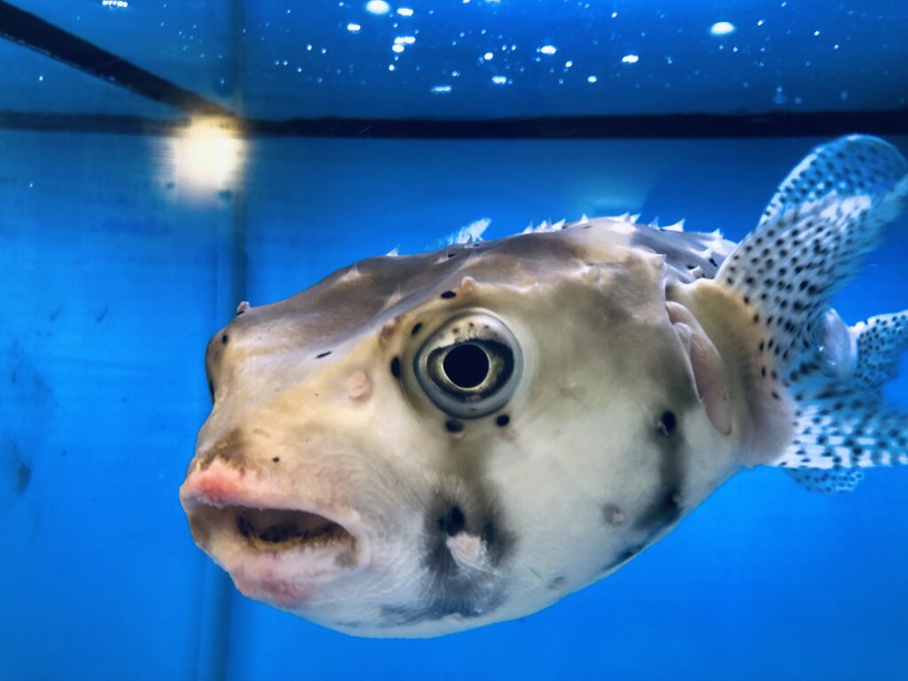 大迫力ですね！