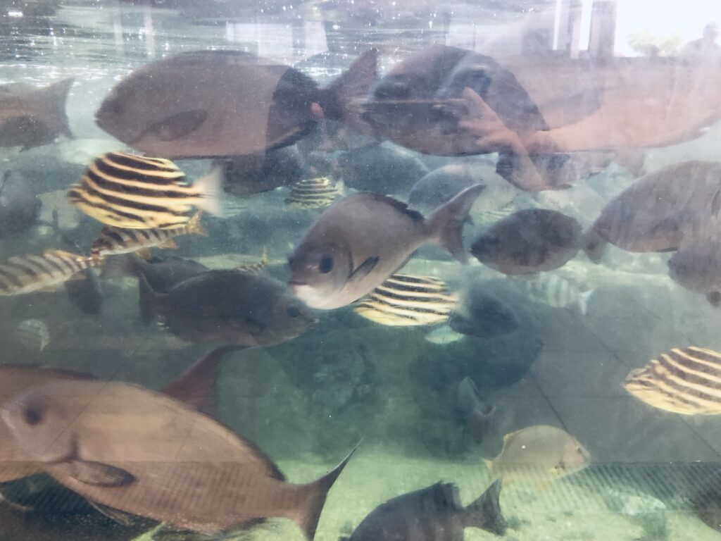 無料の水族館（海辺の広場）があります