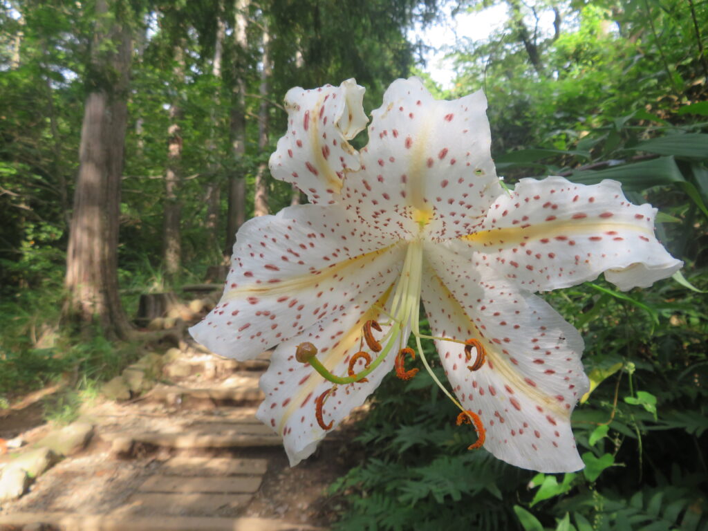 ヤマユリ
大きくて綺麗な花ですね🌼