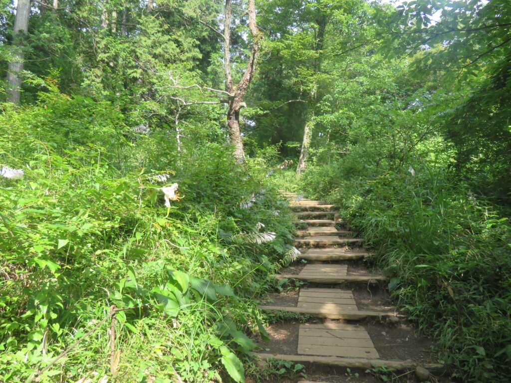 一面のオオバギボウシの中を歩きます