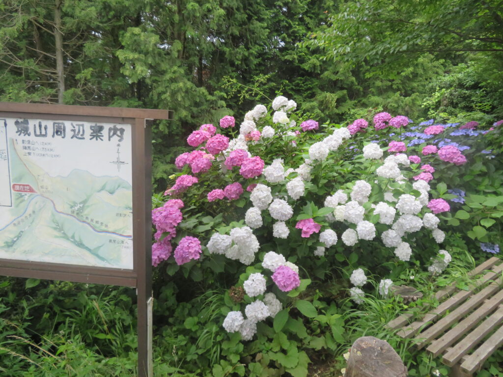 ここのアジサイは綺麗🥰