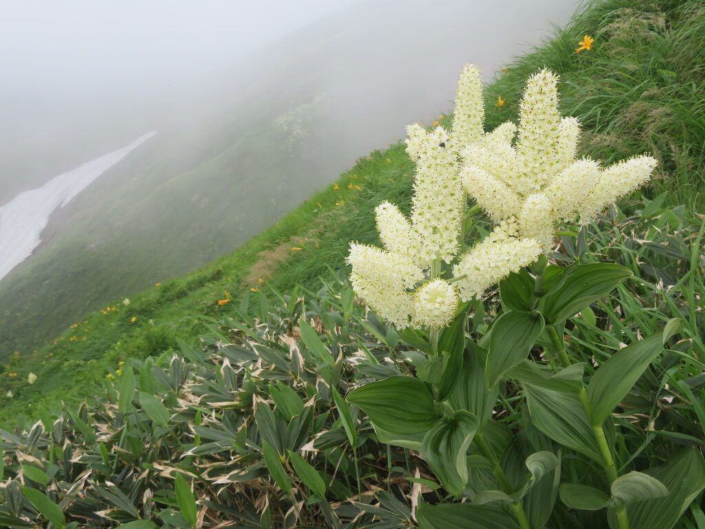 見事なコバイケイソウ🌼