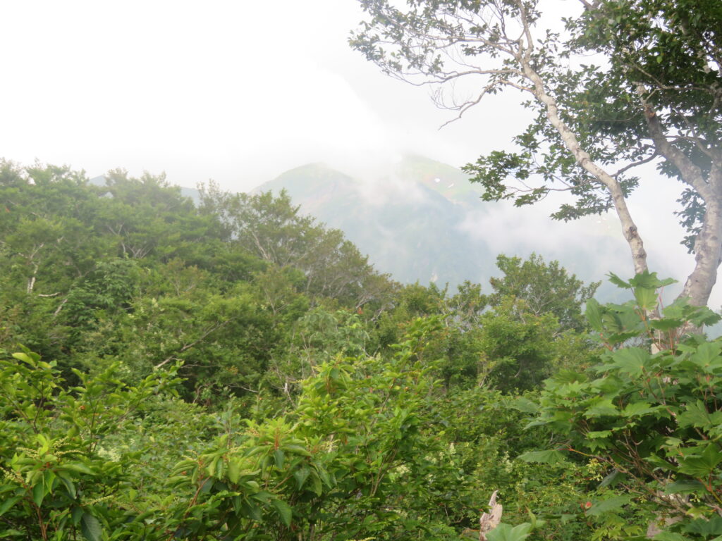 小倉山を越えると、
やっと越後駒ケ岳が見えました