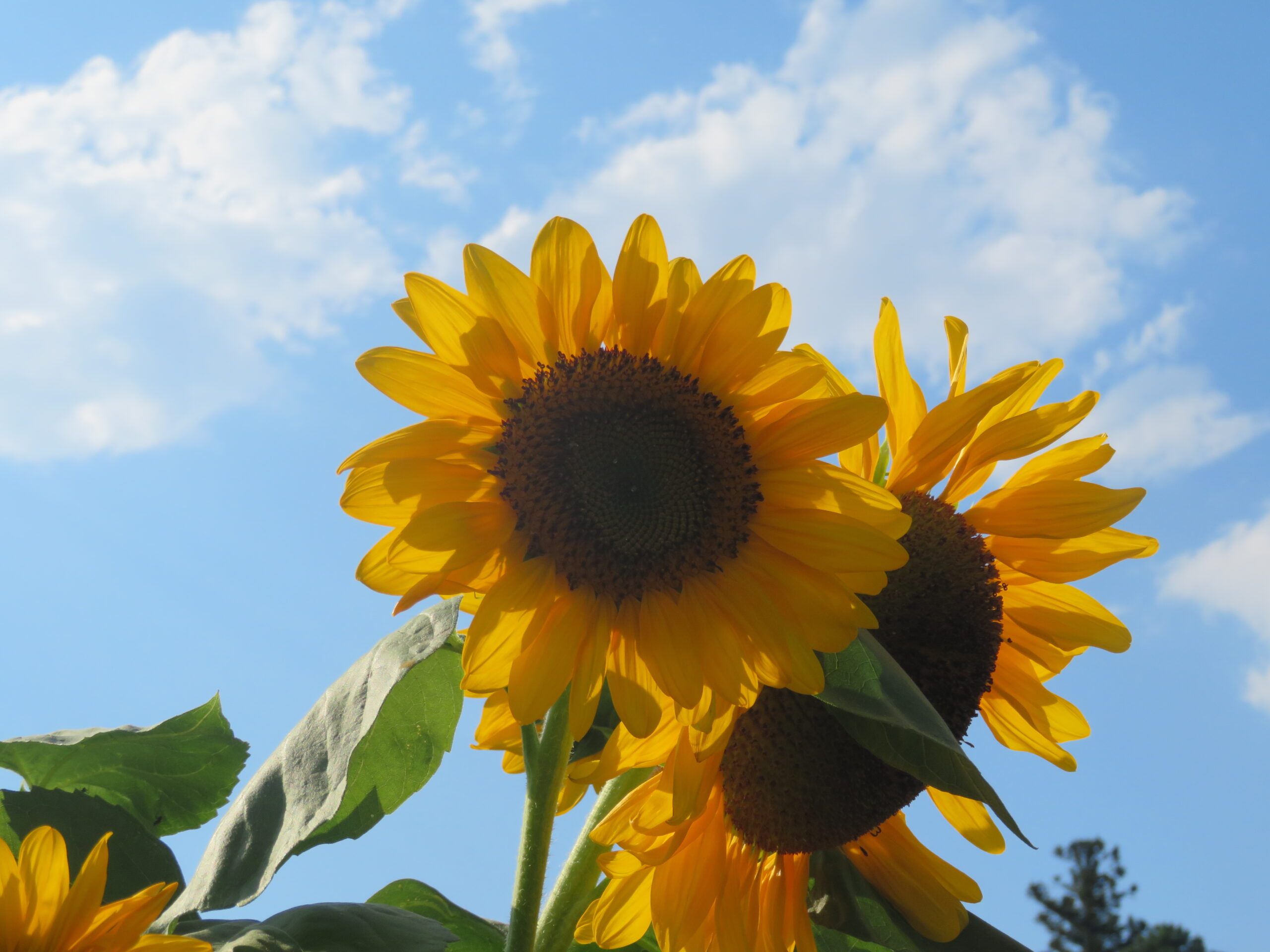 元気なひまわり🌻
見ているだけで元気になります！