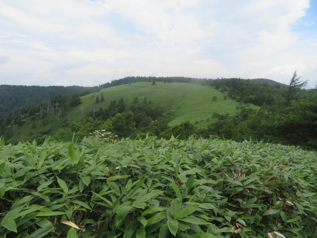 南沢山を振り返る
登ってきた反対側は樹林帯ですが、
こちら側は一面の笹原が広がっています