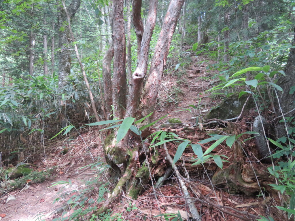 ここも登りがキツイ