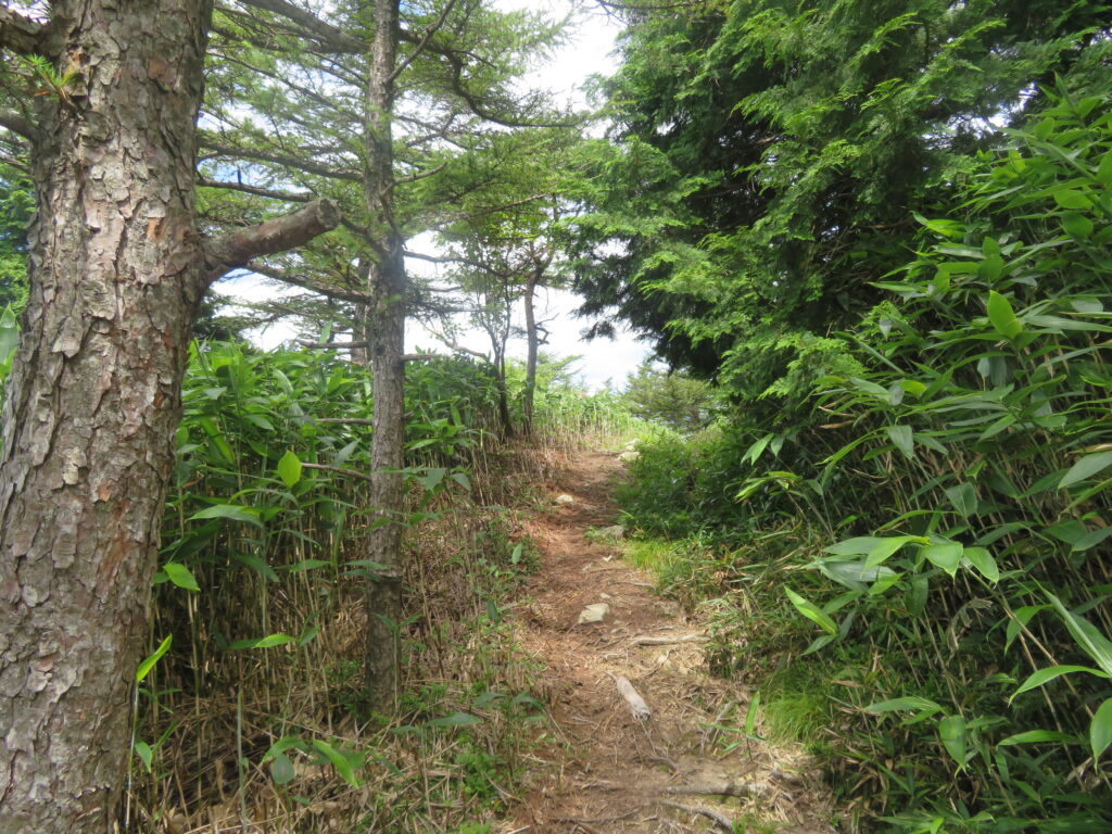 樹林帯を抜けそうです
絶景の予感がします！