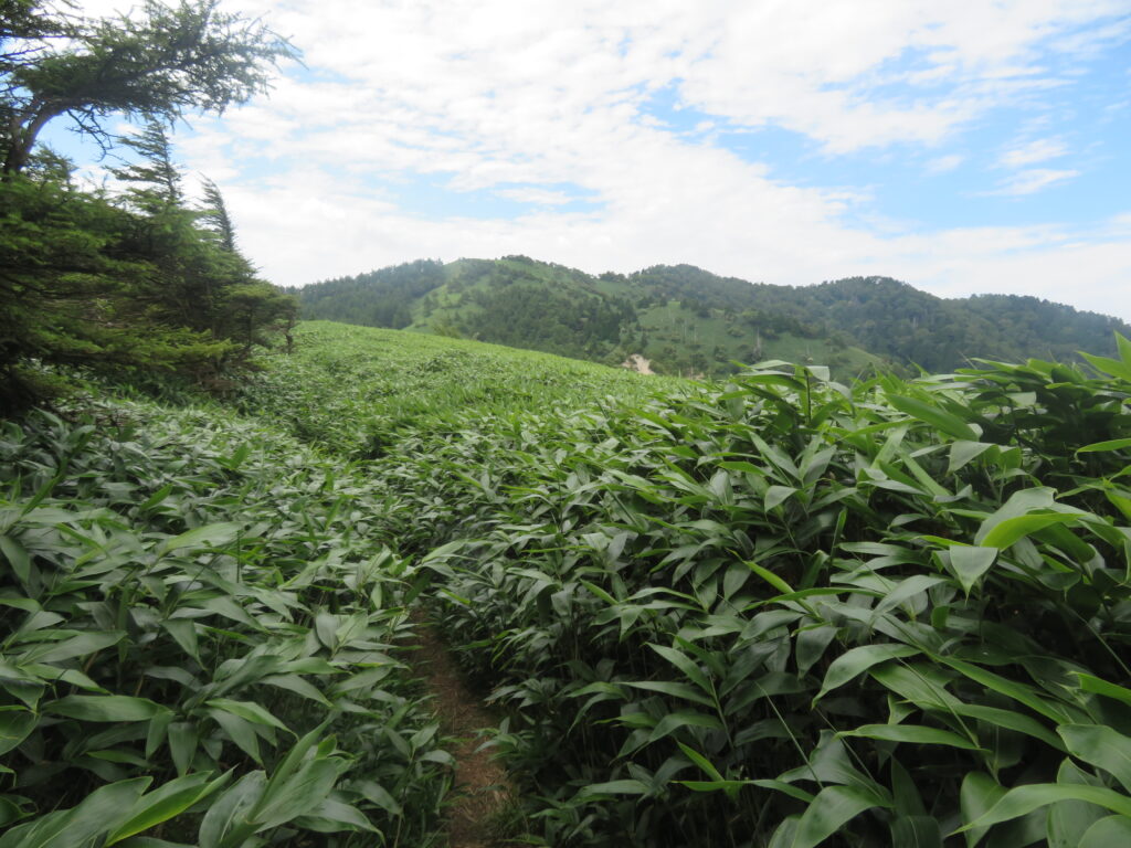 横川山へ向かいます
