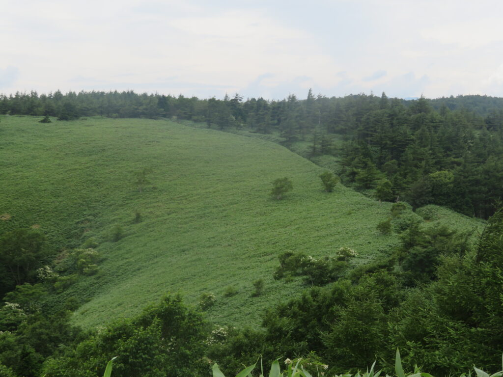 歩いてきた登山道
最高の稜線歩きですね！