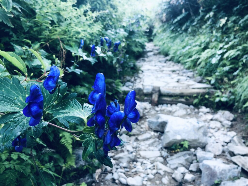 高山植物 No.1
トリカブト(鳥兜)
青い蝶々のようですね!
<甚之助避難小屋付近>