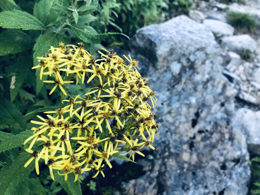 高山植物 No.2
キオン(黄苑)かハンゴンソウ(反魂草)
<甚之助避難小屋~黒ボコ岩>