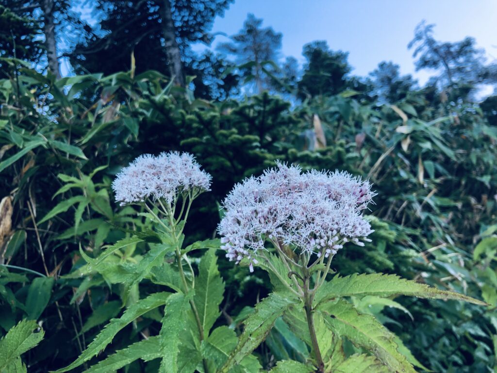 高山植物 No.3
フジバカマ(藤袴)
<甚之助避難小屋~黒ボコ岩>