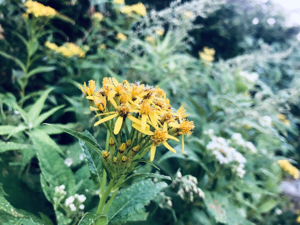 高山植物 No.4
キオン(黄苑)かハンゴンソウ(反魂草)
<甚之助避難小屋~黒ボコ岩>