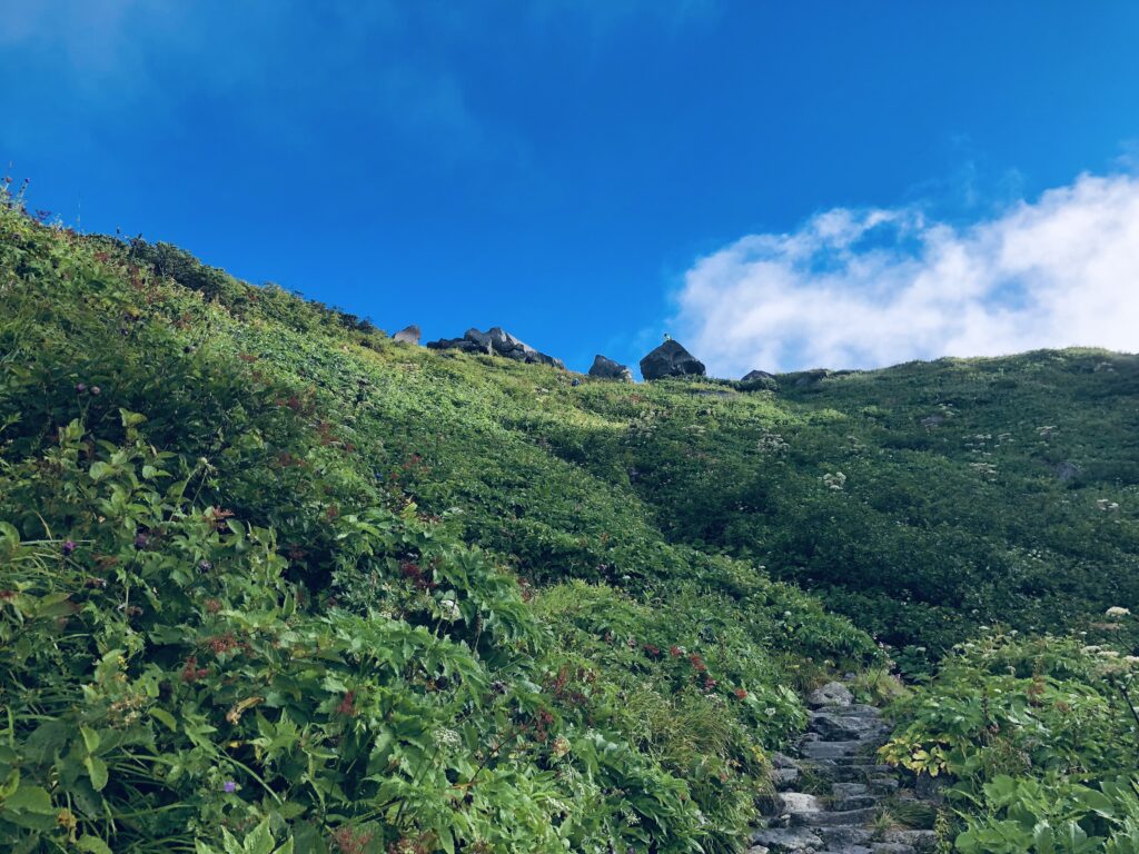 黒ボコ岩が見えました
この辺りは高山植物がいっぱいです!