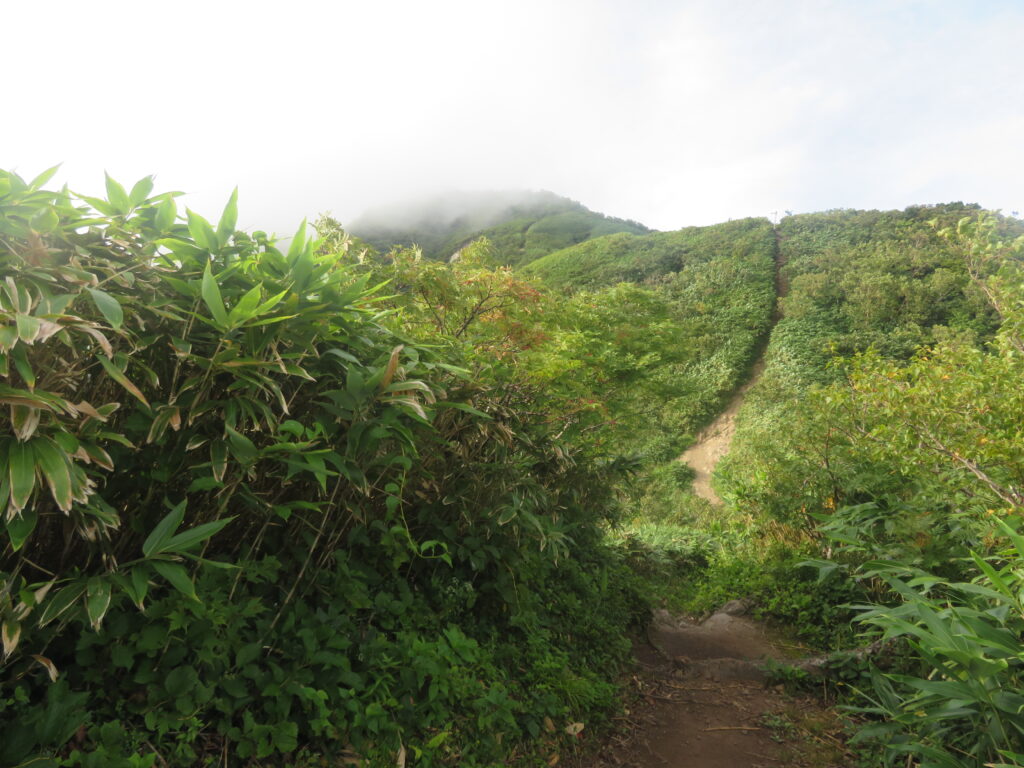 荒島岳の山頂が見えました!
山頂は真っ白(残念……)