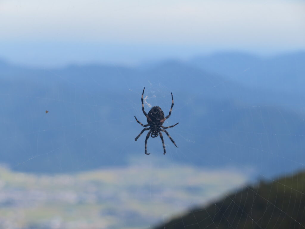 スパイダー